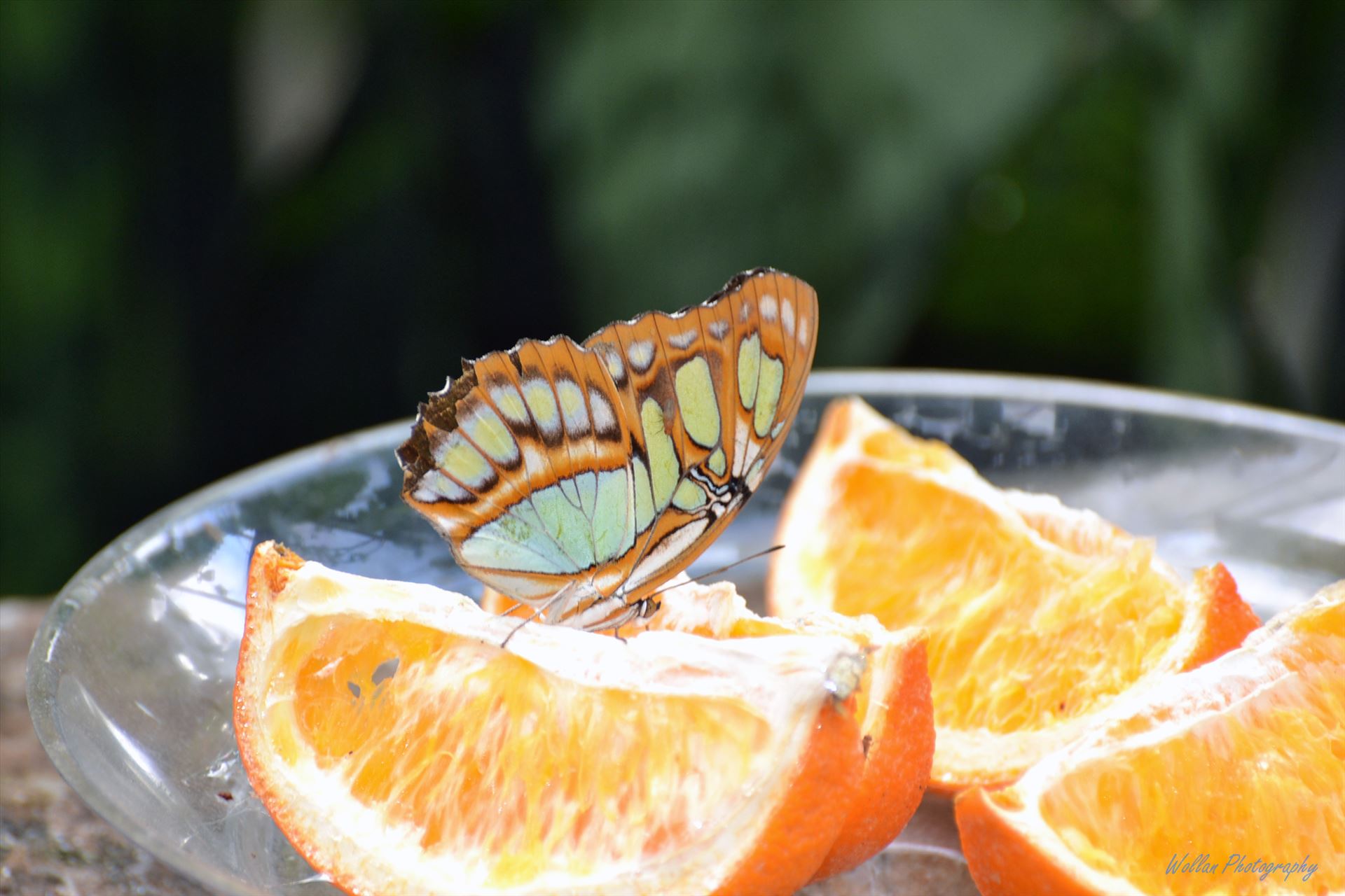Butterfly dinner -  by Alana