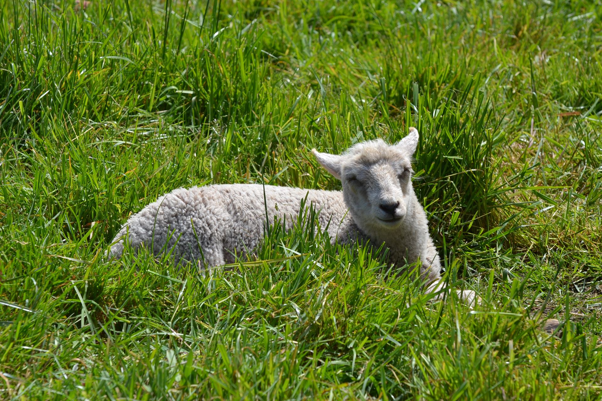 Little lambs -  by Alana