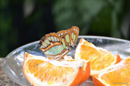 Butterfly dinner - 