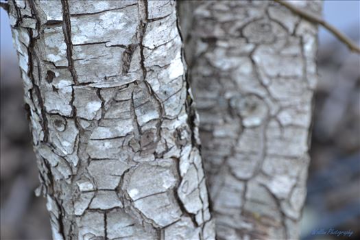 View on texture - 